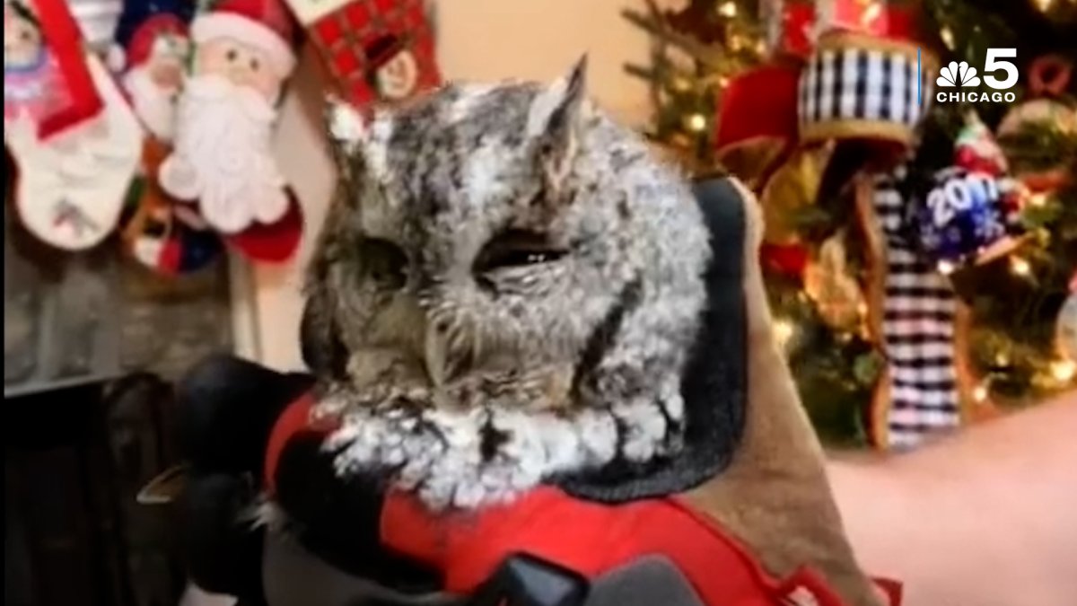 Kentucky family finds owl living inside fully decorated Christmas tree