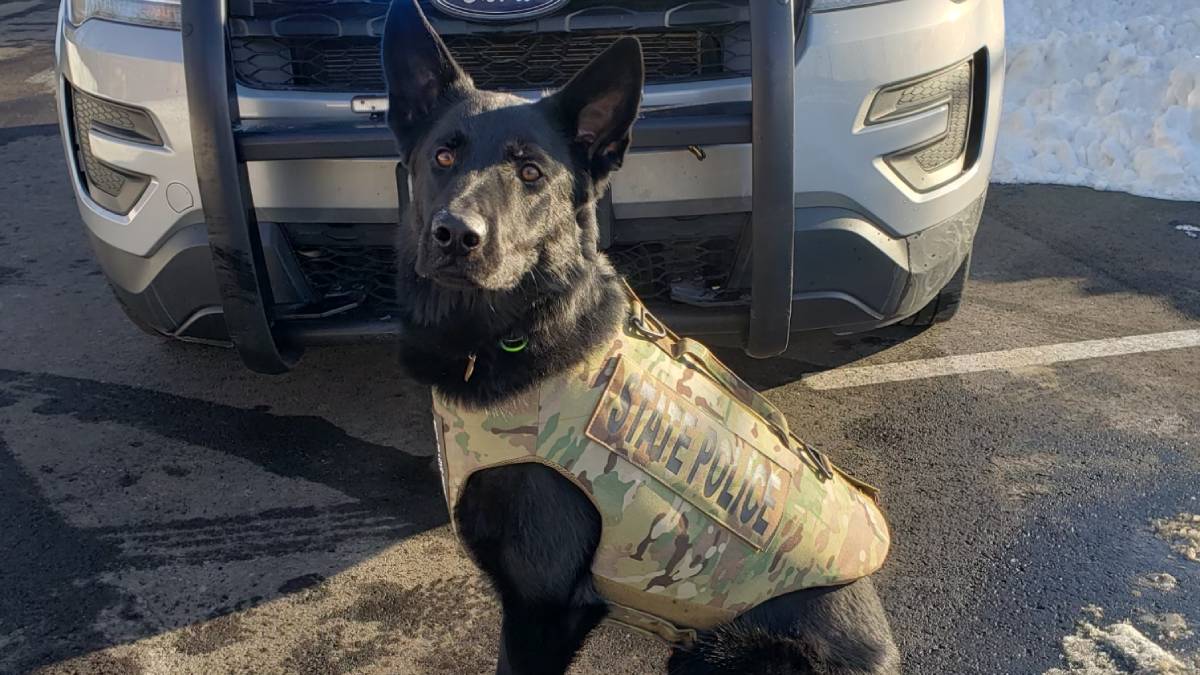 Connecticut State Police dog killed in the line of duty remembered as ...