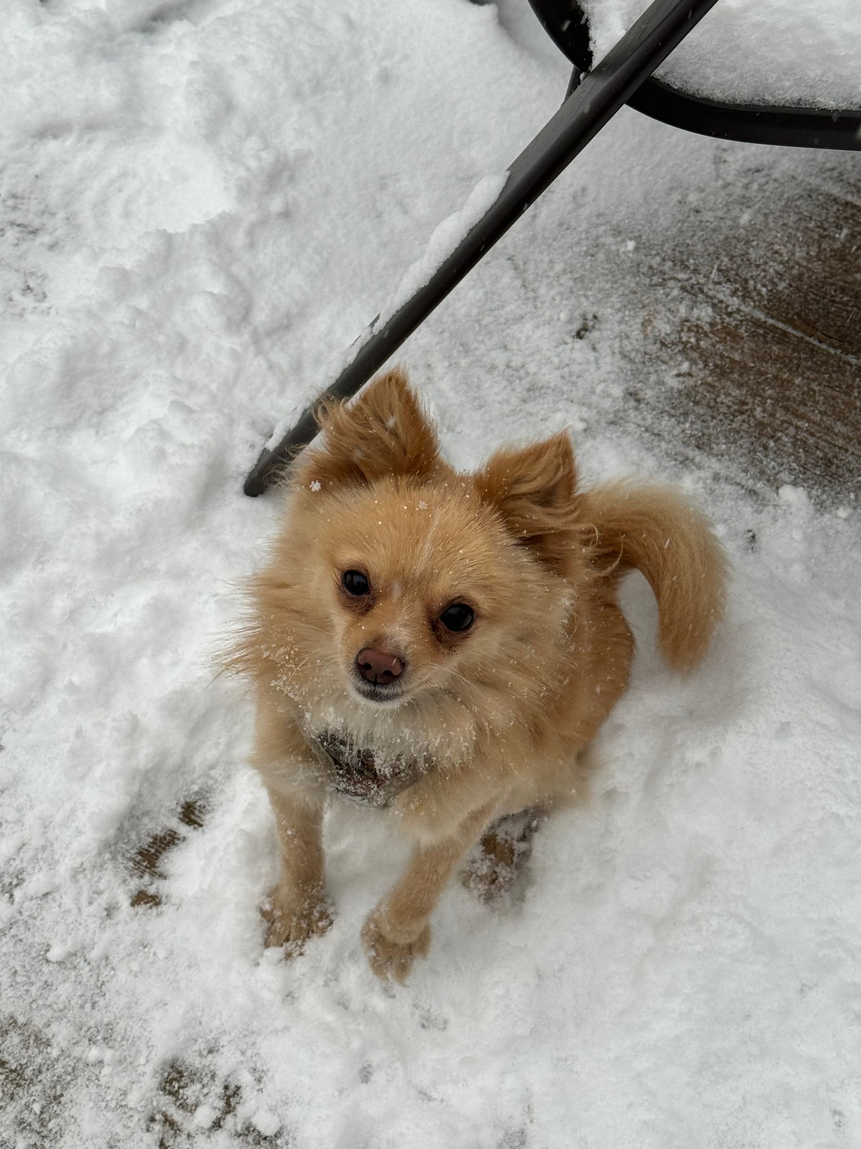 [tint-NBC_Connecticut] Ralphy enjoying the snow with nanny! 