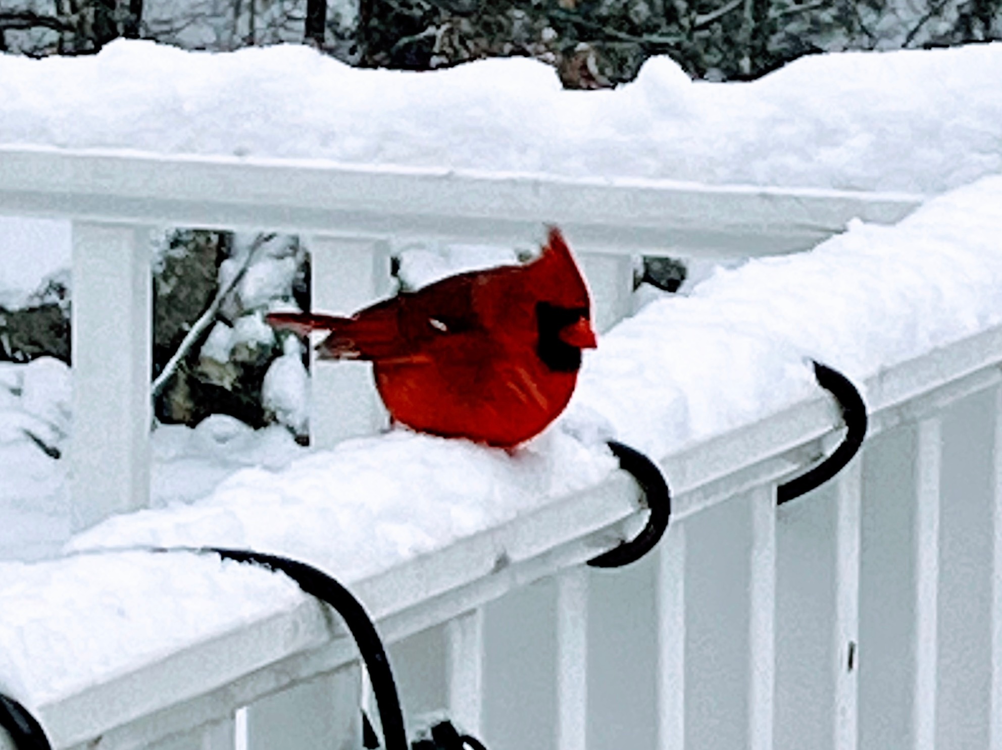 [tint-NBC_Connecticut] Cardinals