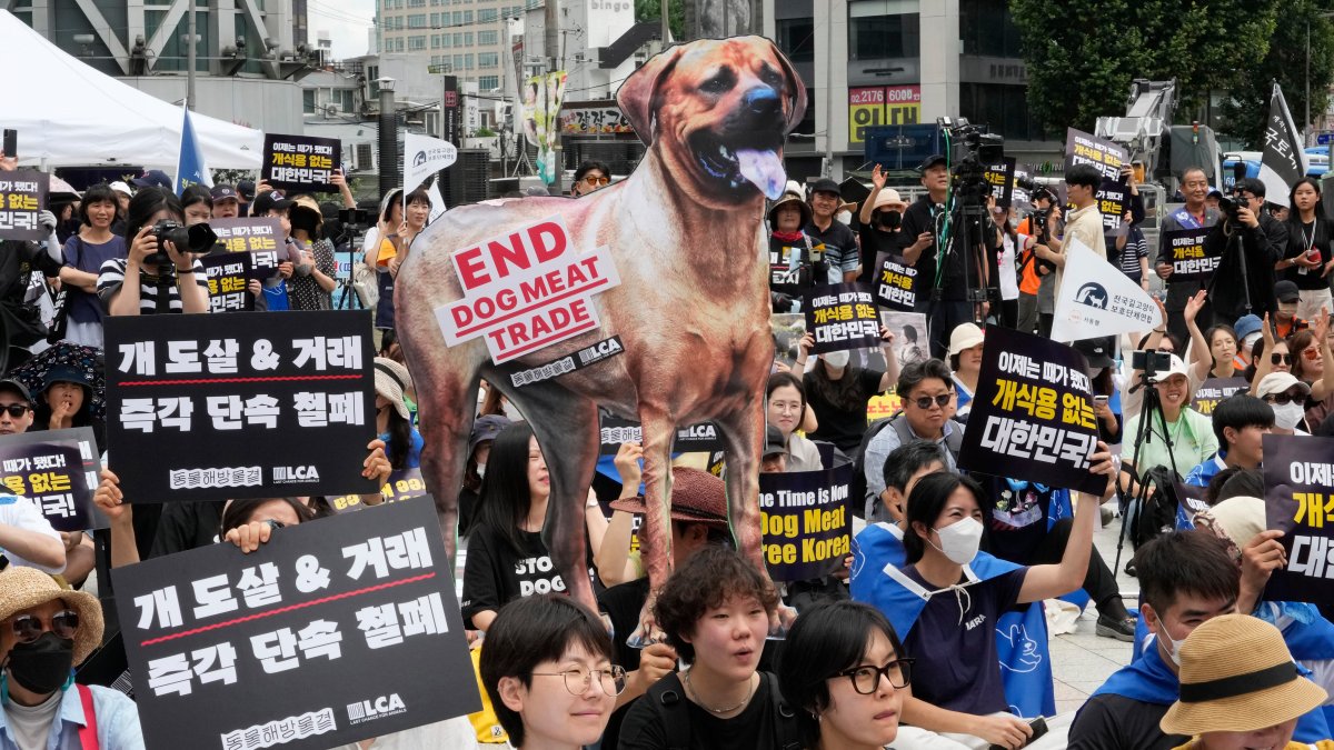 South Korea passes bill to ban sales of dog meat – NBC Connecticut - Vimarsana News
