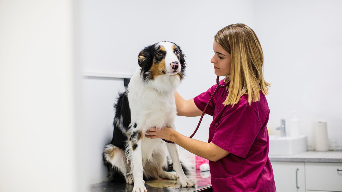 Dog respiratory illness Florida: how to keep your pet safe in outbreak – NBC Connecticut - Vimarsana News