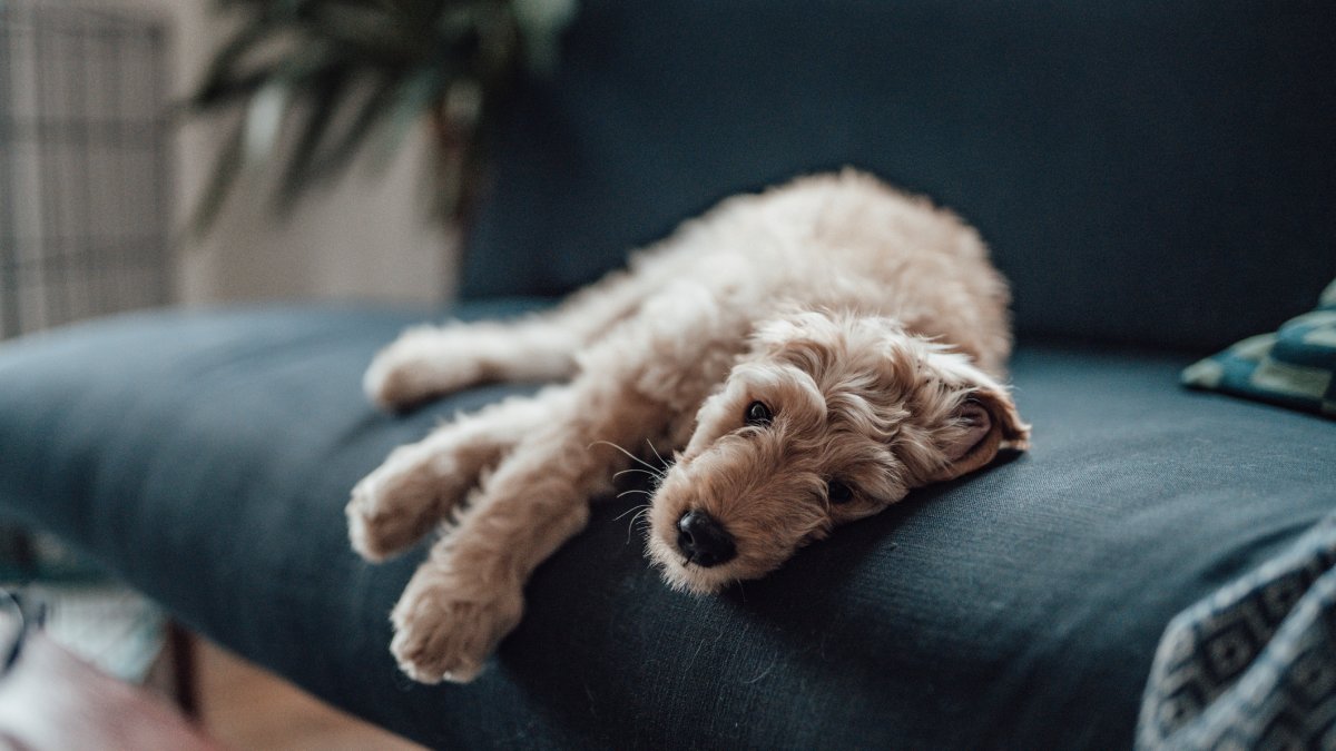 Purina says its pet food is safe as allegations about sick animals multiply on social media - Vimarsana News