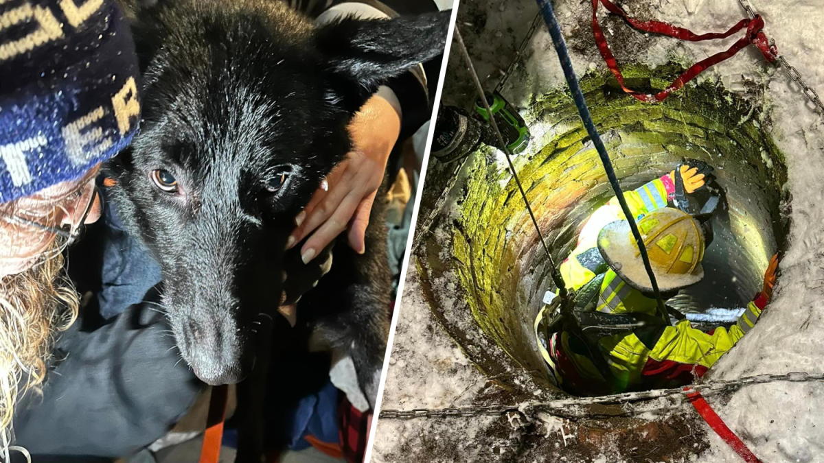 Kingston NH firefighters rescue dog from well – NBC Connecticut - Vimarsana News