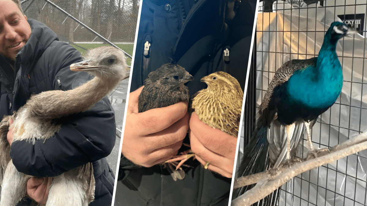 Long Island animal hoarding: Ostrich, endangered salamander among 100 animals found at North Bellmore home – NBC Connecticut - Vimarsana News