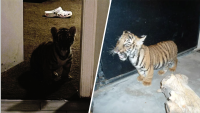 New Mexico man indicted for trying to sell Bengal tiger cub on Facebook