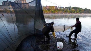 Darrell Young and his son, Dustin, set up a fyke net to capture baby eels.