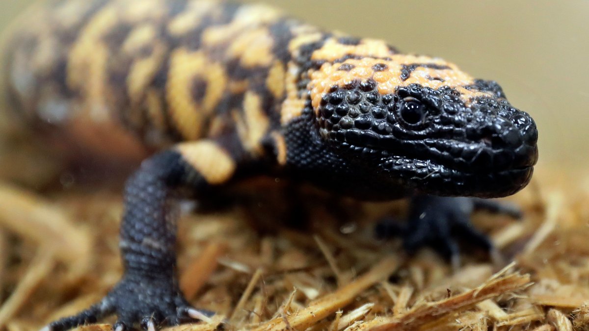 Colorado man dead after pet Gila monster bite – NBC Connecticut - Vimarsana News