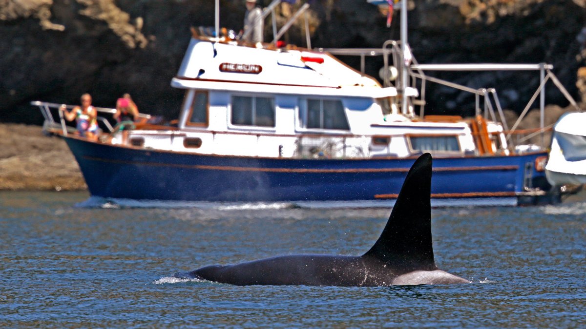 Coast Guard launch boat alert program to protect whales in Seattle – NBC Connecticut - Vimarsana News