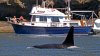 US Coast Guard launches boat alert system in Seattle to keep whales safe