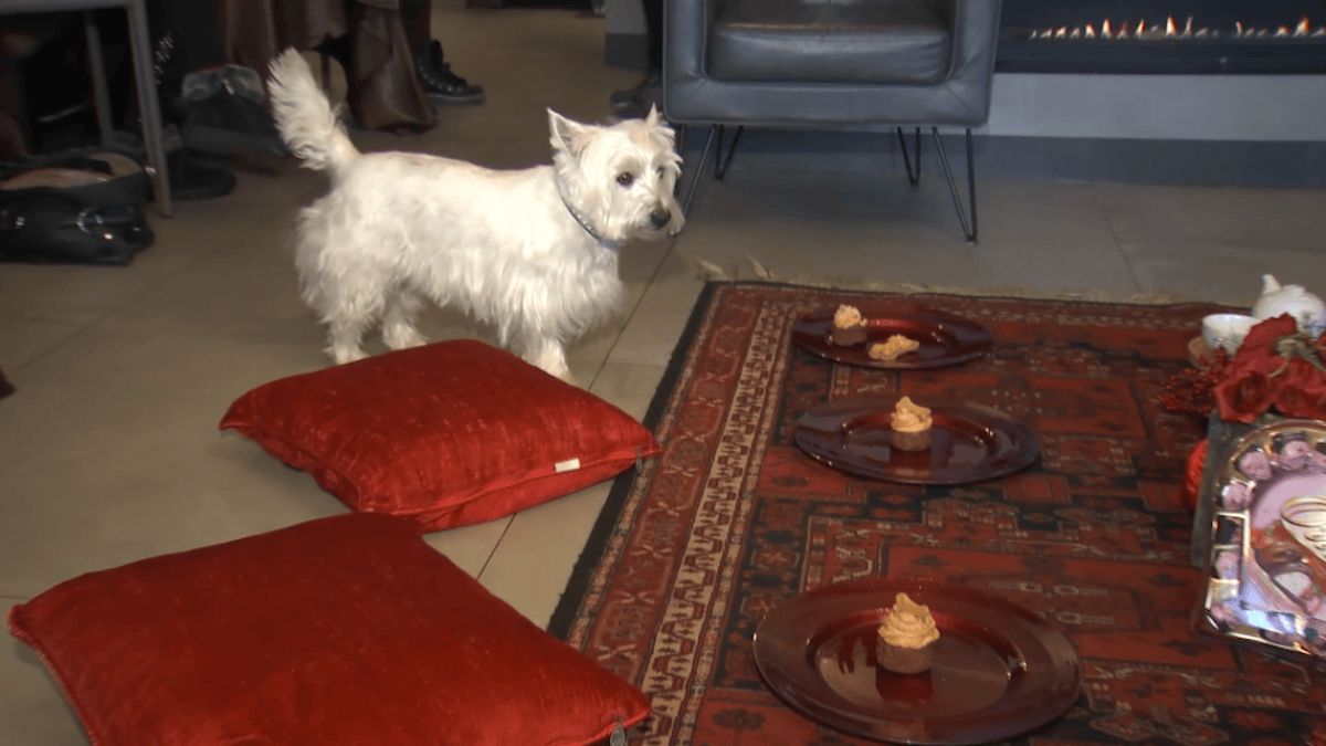 Dog Valentine's Day celebration brightens spirits in New Britain - Vimarsana News