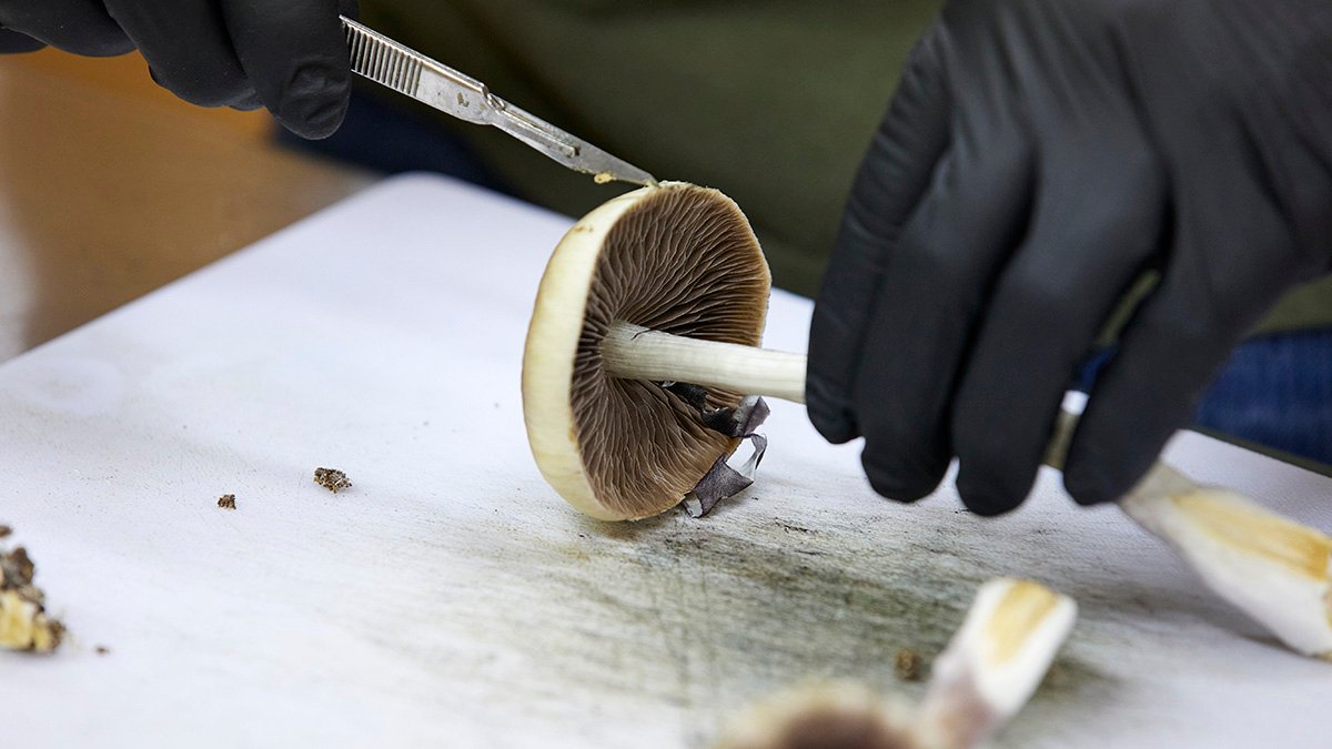 As money pours into psychedelics, pharma economics take hold – NBC Connecticut - Vimarsana News
