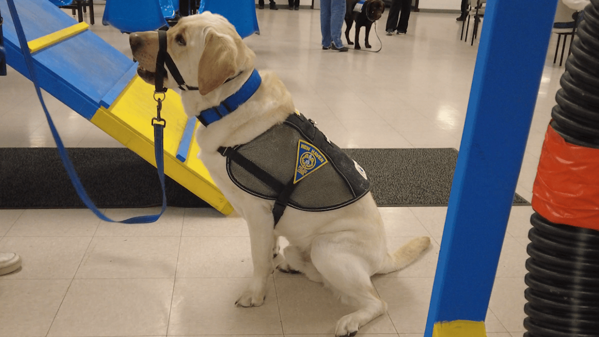 Sunny the service dog brightens spirits - Vimarsana News
