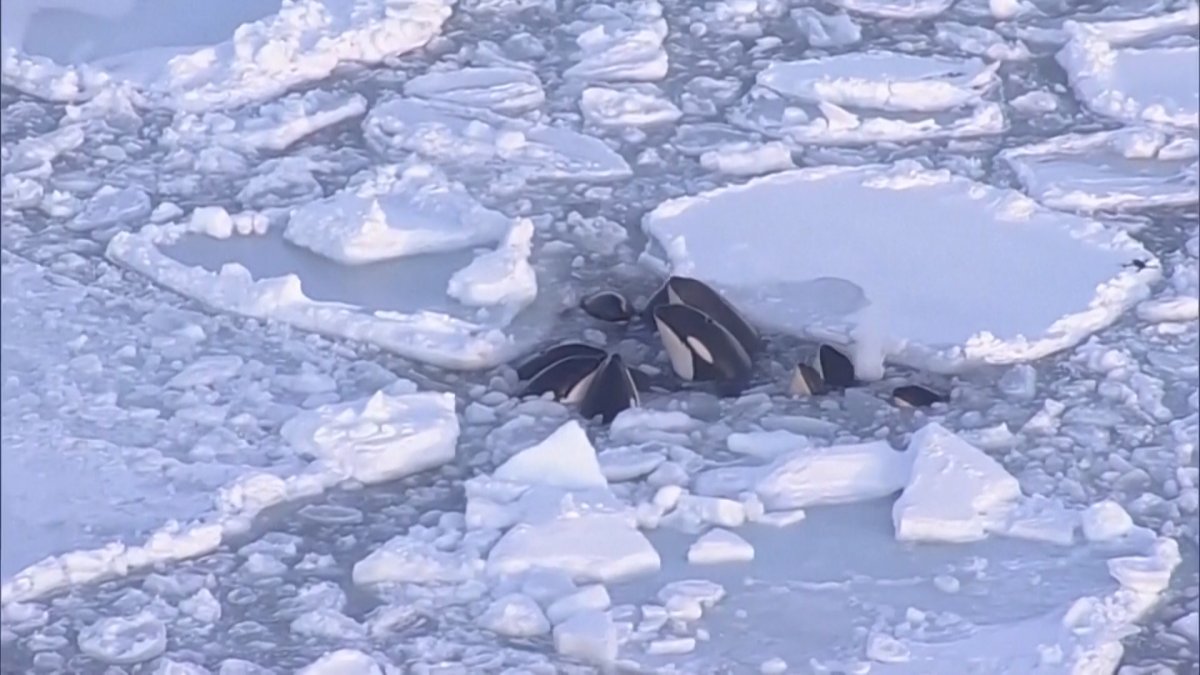 Orcas trapped by ice off Japan's coast appear to have escaped – NBC Connecticut - Vimarsana News
