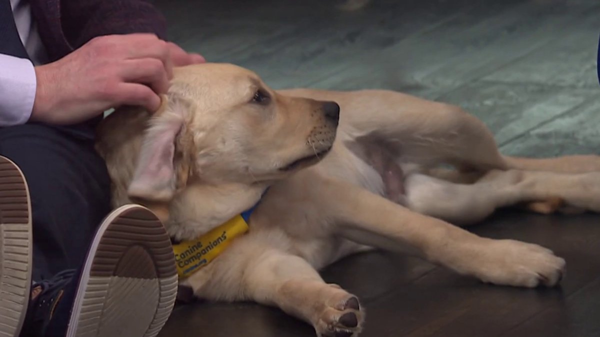 There’s a need for more people to raise puppies that become service ...
