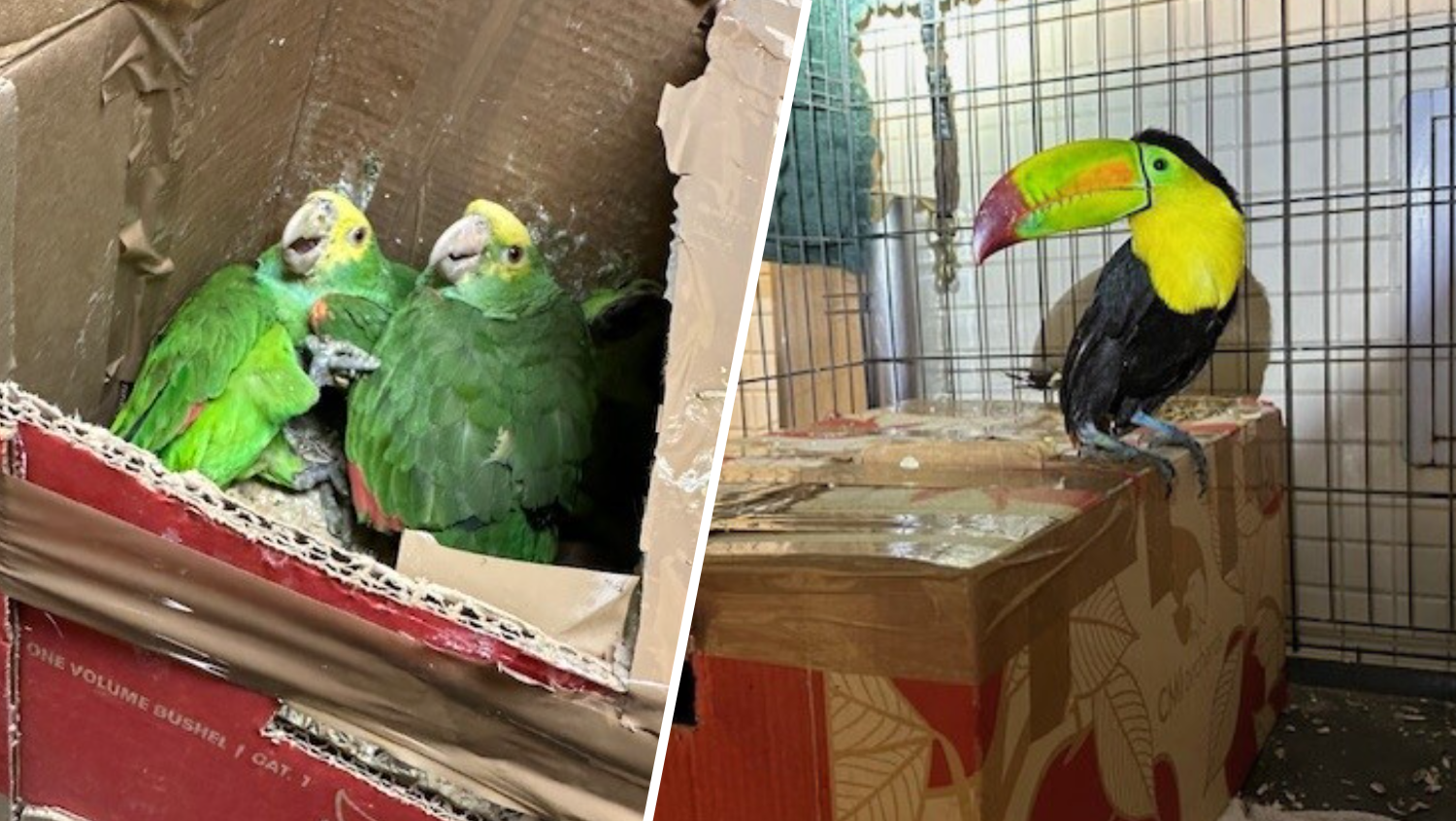 Border agents halt attempted exotic-bird smuggling in Tecate – NBC Connecticut - Vimarsana News