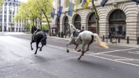 Two riderless horses contained by police as ‘a number' run through central London