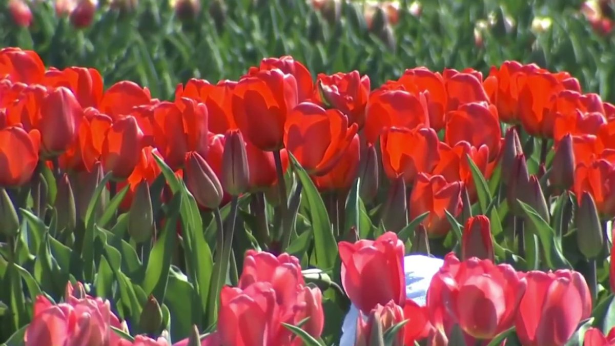 Thousands of visitors head to Preston to pick tulips NBC Connecticut