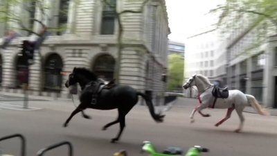 Horses run amok on London streets