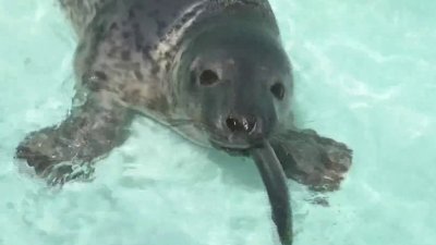 Mystic Aquarium welcomes new rescue seal