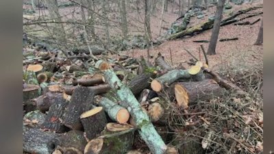 Gov. Lamont involved in dispute over cut trees