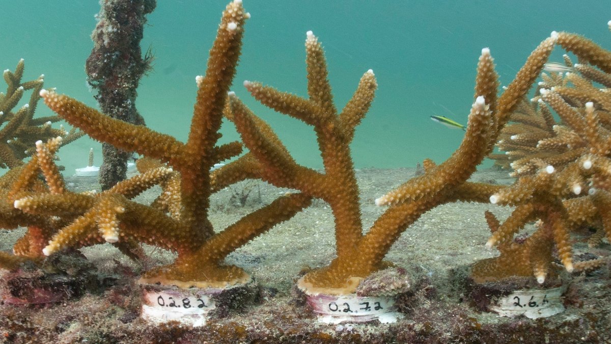 Florida researchers use boba straws to protect baby corals on ocean reefs – NBC Connecticut - Vimarsana News