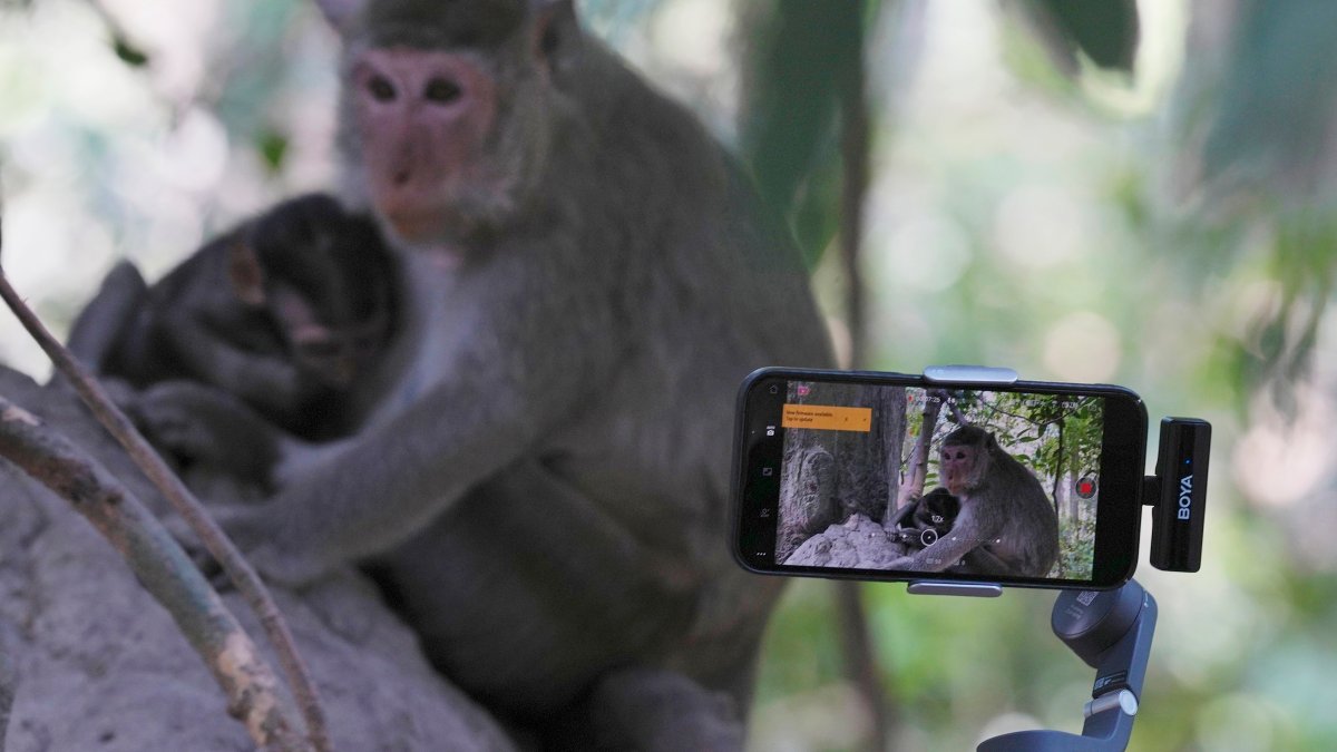 YouTubers increasingly abuse monkeys at the Angkor UNESCO site for clicks – NBC Connecticut - Vimarsana News