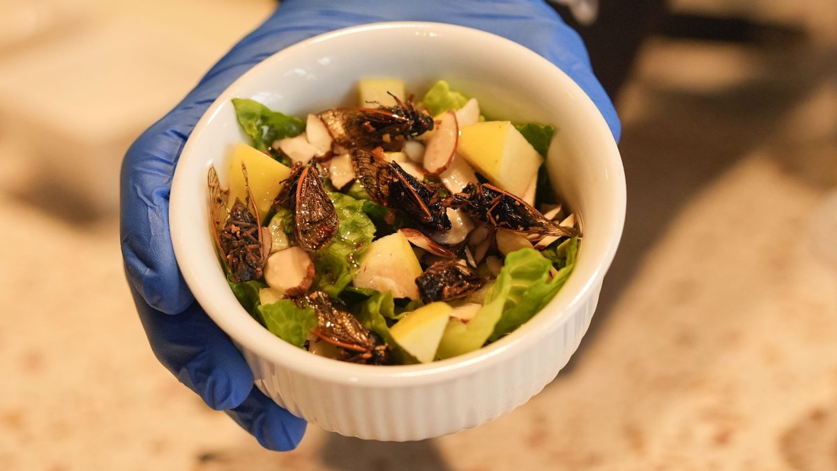 New Orleans cafe offers insect-based treats with cicadas, crickets, more – NBC Connecticut - Vimarsana News