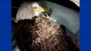 Rescued bald eagle in Bloomfield has serious injuries and will never fly again