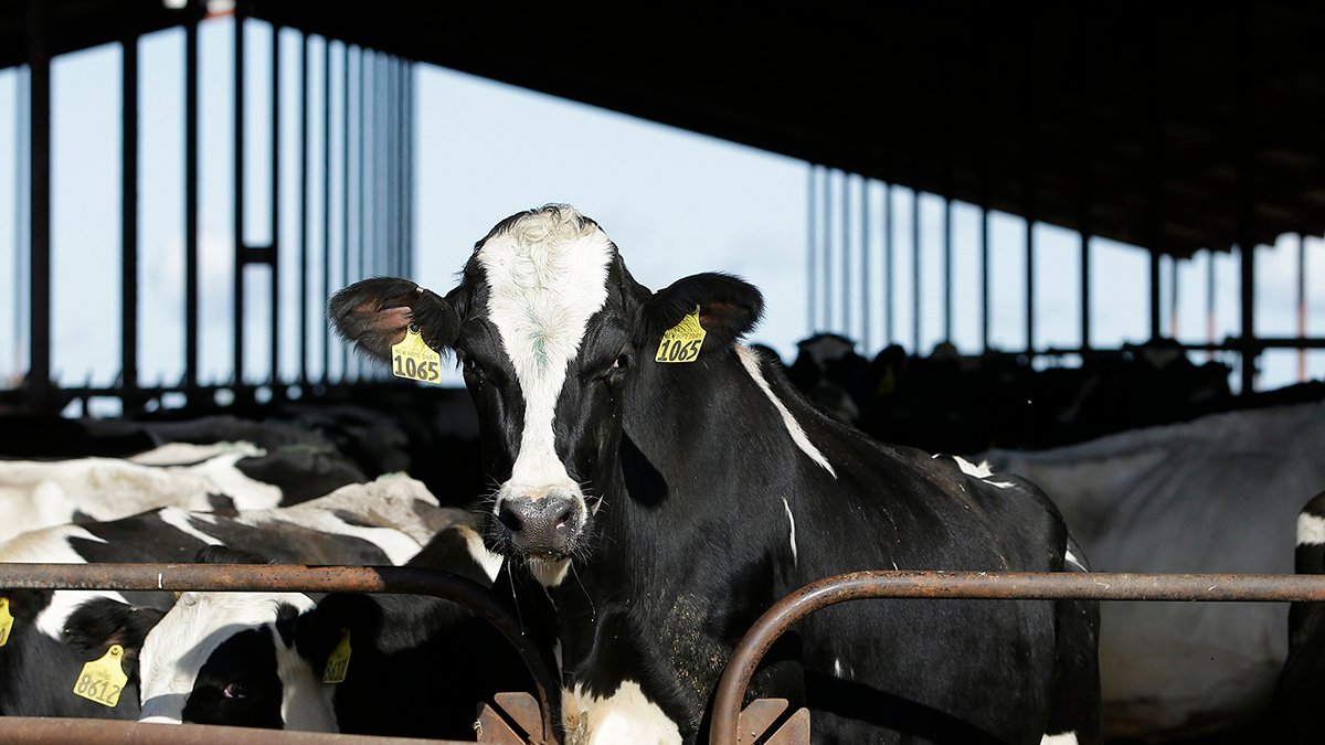 Dairy cattle must be tested for bird flu before moving between states, USDA says – NBC Connecticut - Vimarsana News