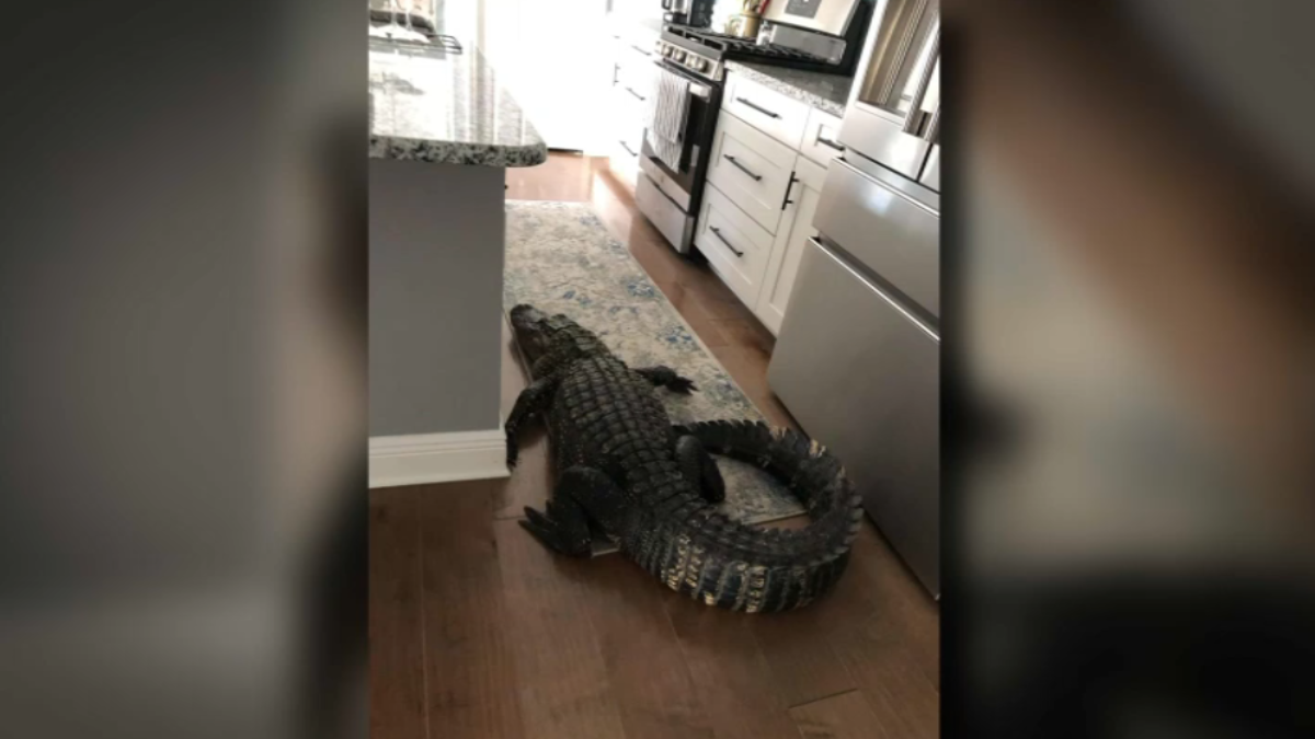 Giant Gator Breaks Into Florida Woman’s Home, Wanders Into Kitchen 