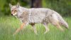 Seymour residents urged to take precautions after dog taken by coyote