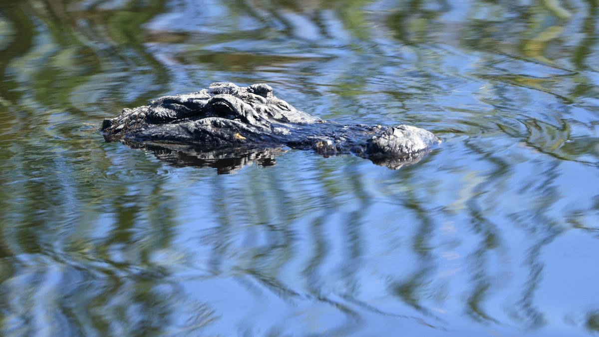 Diver faced life or death choice after being pinned underwater by alligator – NBC Connecticut - Vimarsana News