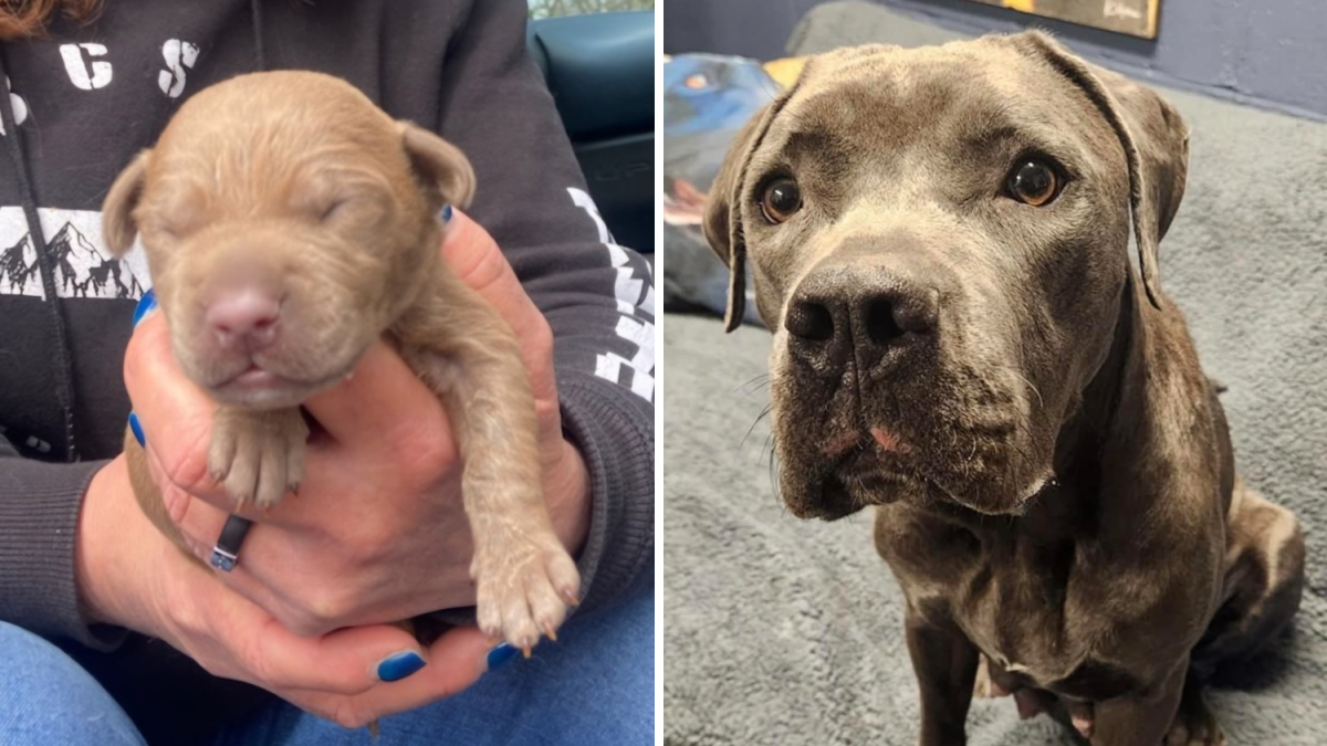 Nursing mother dog reunited with another one of her puppies in Wolcott, 3 remain missing - Vimarsana News