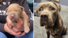 Nursing mother dog reunited with another one of her puppies in Wolcott, 3 remain missing