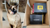 Utah couple accidentally ships pet cat in Amazon return package: ‘We had no idea'