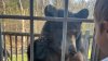 Bear cub sighting captivates little boy's attention in Simsbury