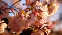 Cherry blossoms near peak bloom around the Tidal Basin on March 21, 2023 in Washington, D.C.