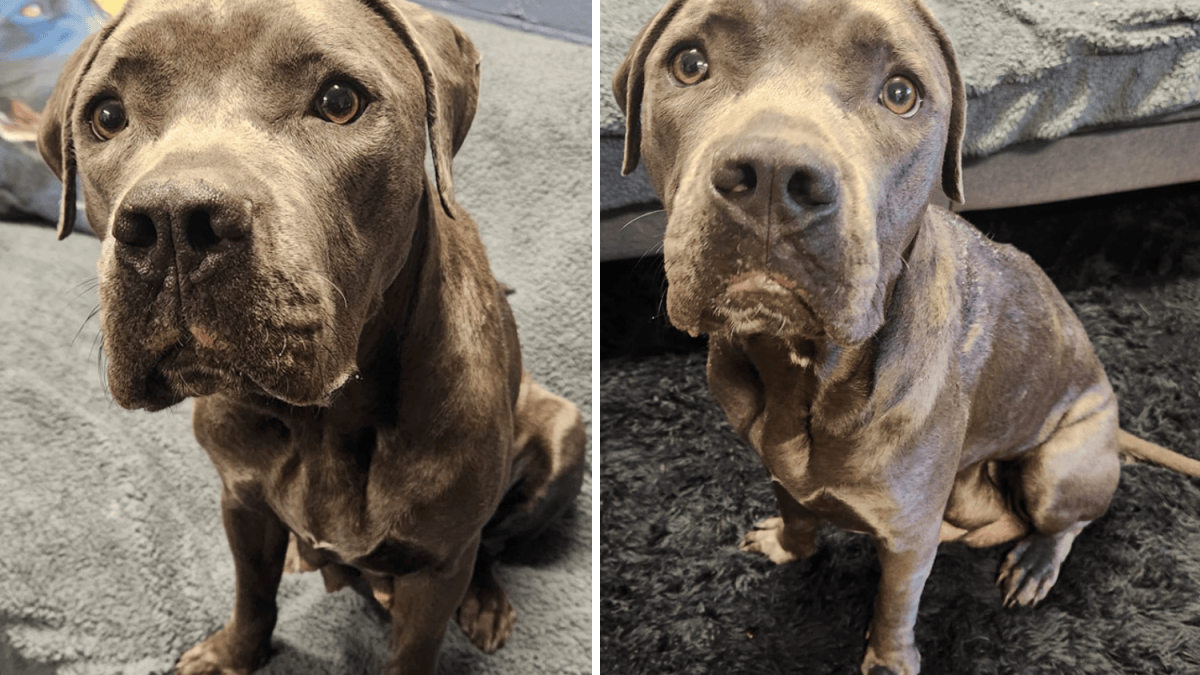 Abandoned dog found without her puppies in Wolcott – NBC Connecticut