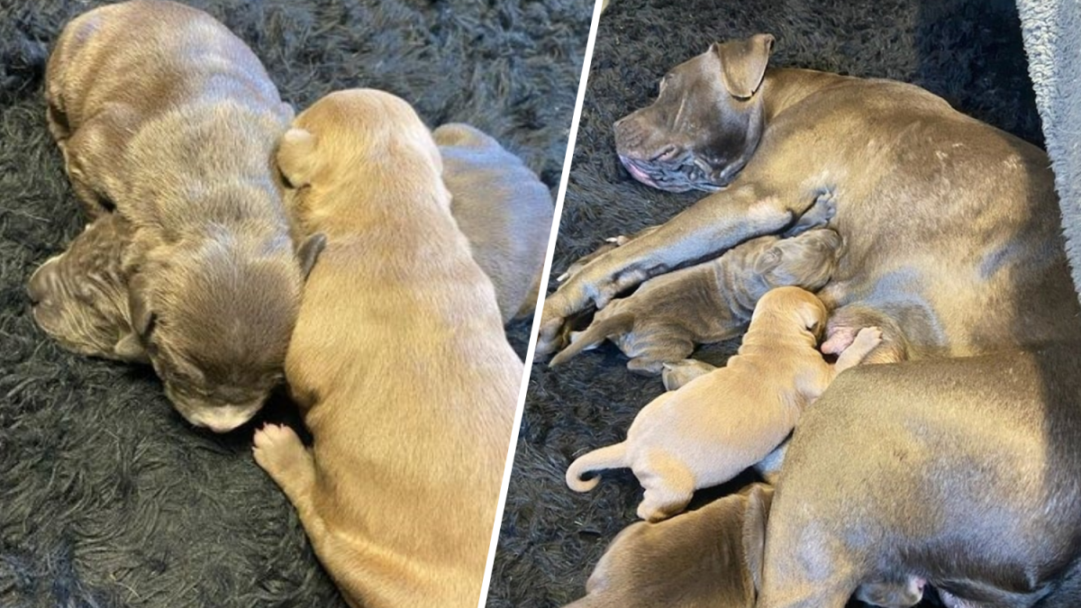 Nursing mother pup reunited with some of her babies in Wolcott - Vimarsana News