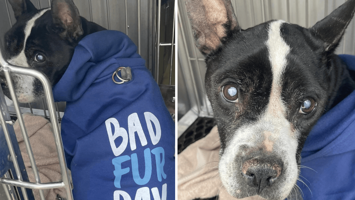 Sick dog abandoned in Hartford put down – NBC Connecticut