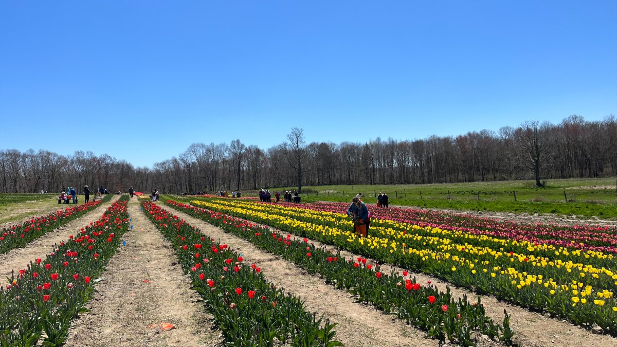 Thousands of visitors head to Preston to pick tulips NBC Connecticut