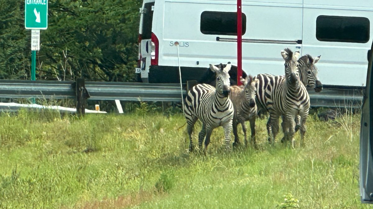 Runaway zebras in Washington state corralled; one remains missing – NBC Connecticut - Vimarsana News