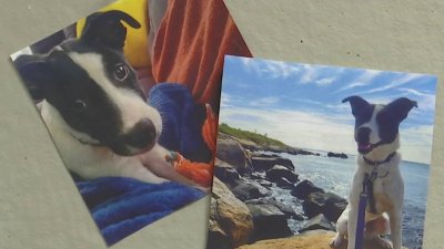 East Hampton Public Library accepting photos of dogs in exchange for forgiven fees