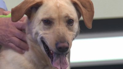 Pet of the Week: Loki