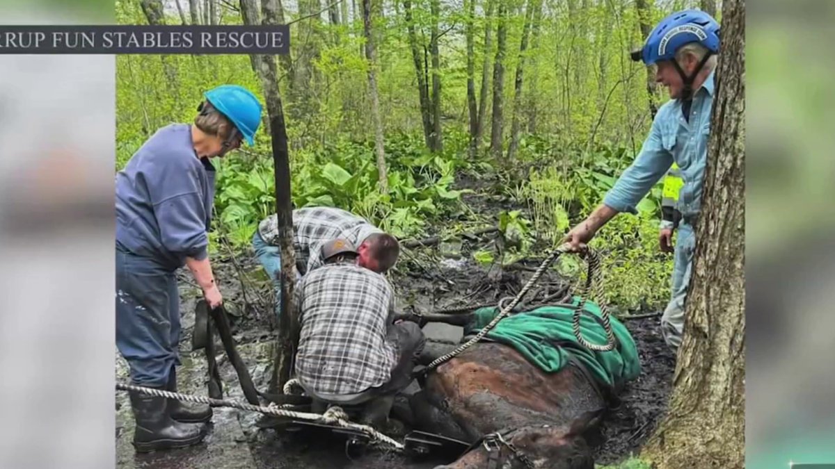 2 horses trapped in mud for several hours in Lebanon rescued by 40 ...
