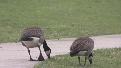 Bristol officials discuss options to address geese situation