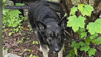Abandoned Southbury dog one of a number of documented cases since April