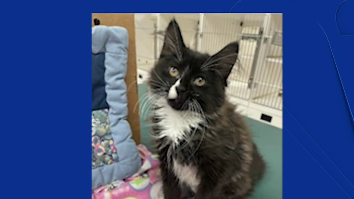 Pet of the Week: Layla – NBC Connecticut