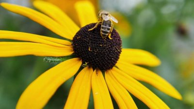 How to protect bees on this World Bee Day
